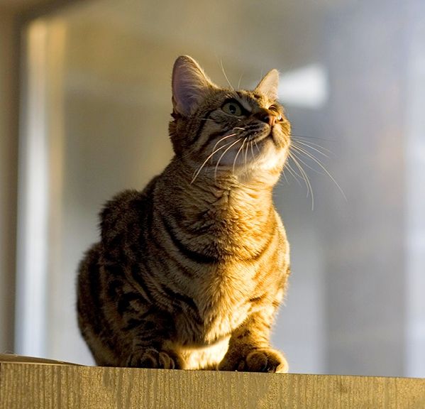 Стійкий імунітет Пікс-бобів перешкоджає розвитку характерних для кішок захворювань