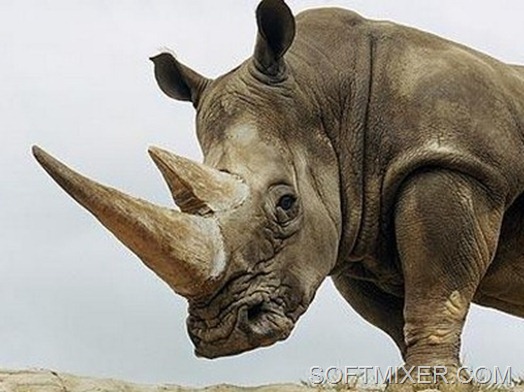 Ріг носорога