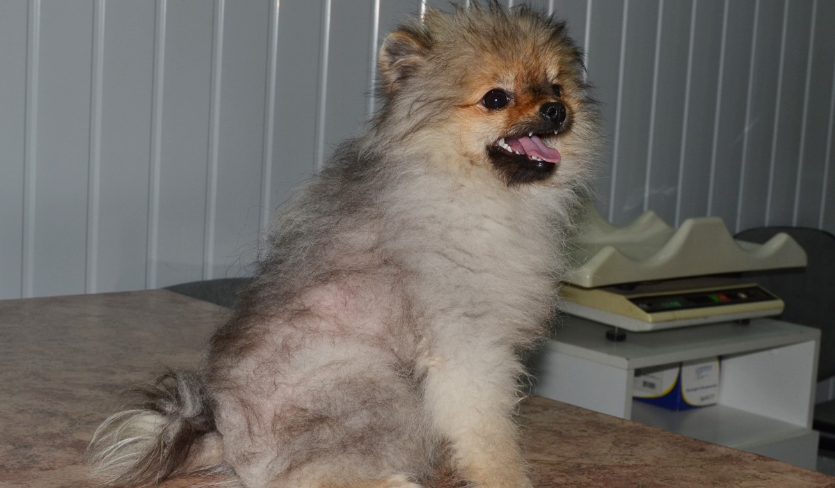 Під час линьки собаку потрібно вичісувати один-два рази на день, використовуючи спеціальну щітку