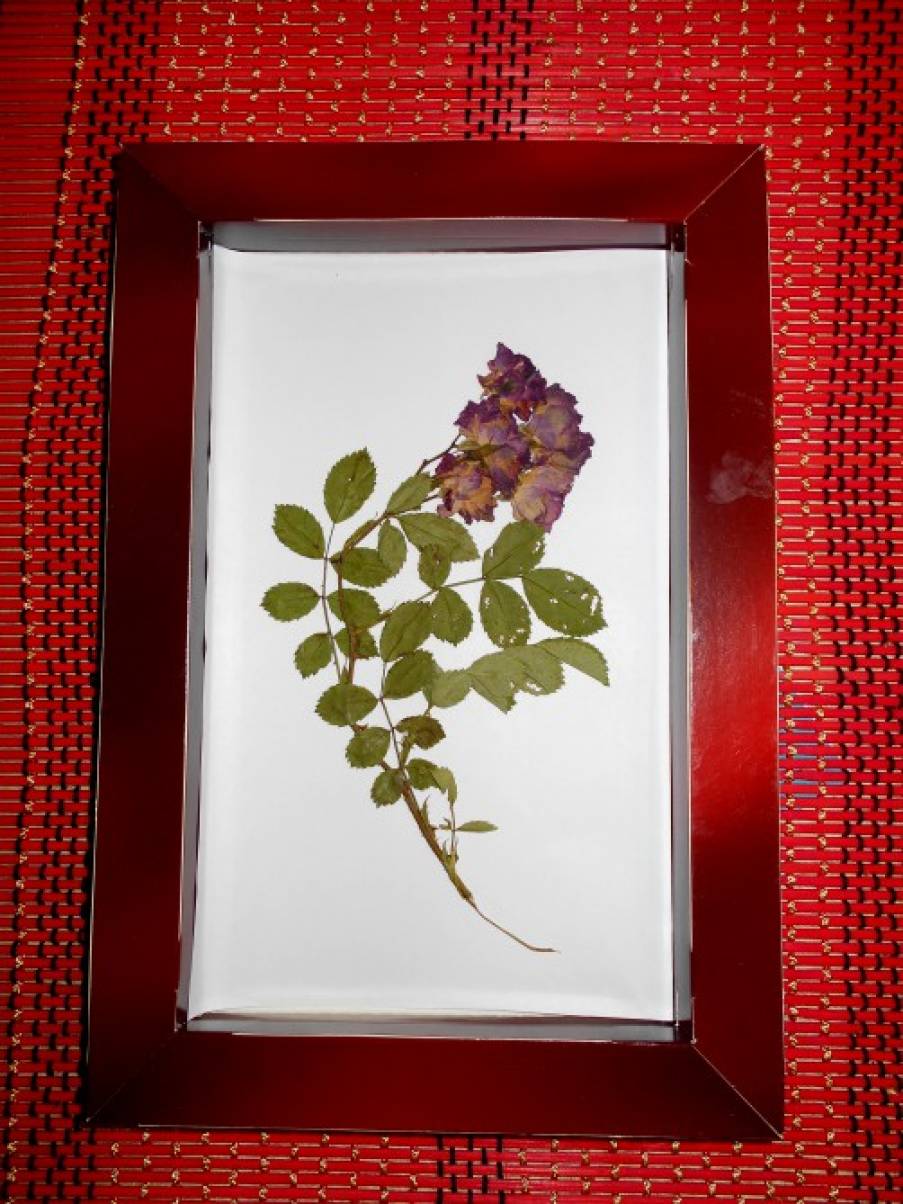 Олена Горб   осінній гербарій   Хочу запропонувати вам для розглядання свою невелику колекцію