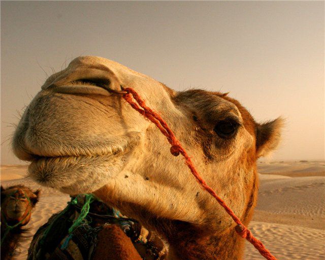 Історія виникнення текстильних виробів з верблюжої вовни і трохи цікавого про верблюдах