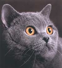 Американський стандарт описує кішок британської породи наступним чином:   «Британські Короткошерсті - компактні, добре збалансовані і потужні коти