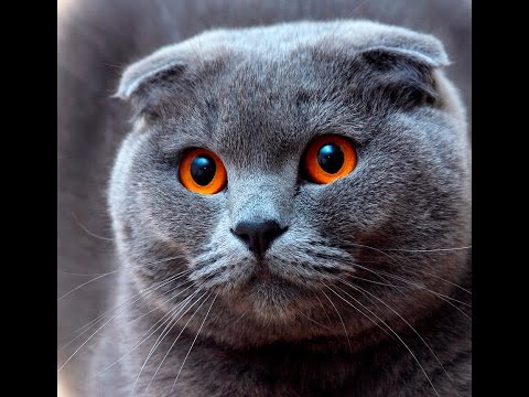Скоттиш-фолд - порода кішок, для яких характерна наявність загнутих до низу і вперед вух